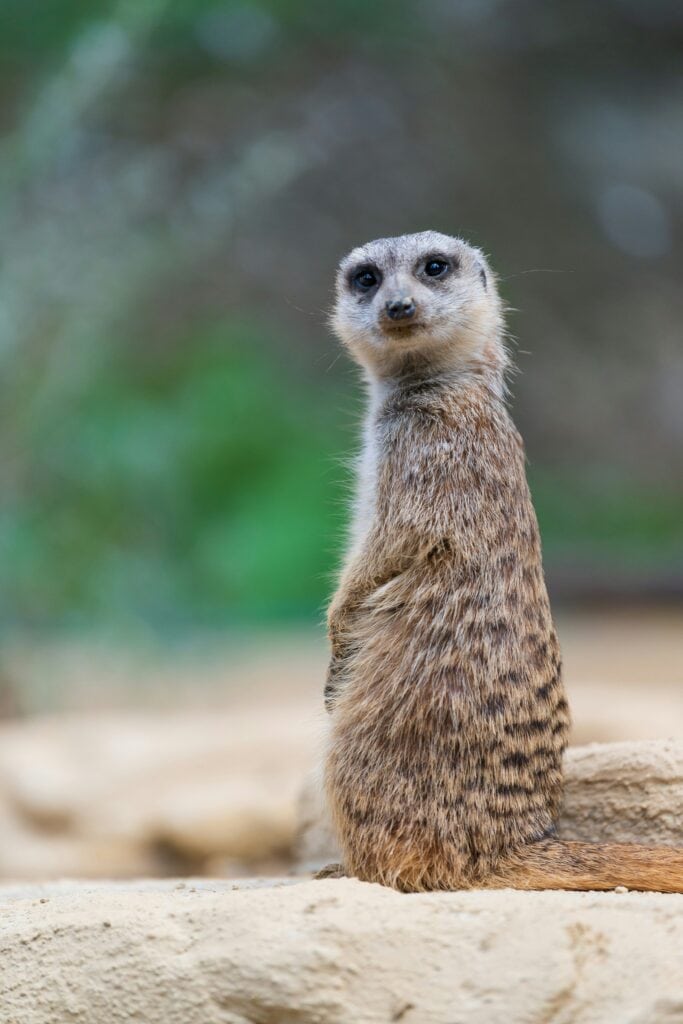 Suricata_entrevista